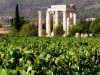 Organic Vineyards Papaioannou